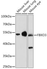 FBXO3 Polyclonal Antibody