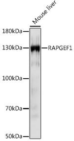 RAPGEF1 Antibody in Western Blot (WB)