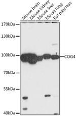COG4 Polyclonal Antibody