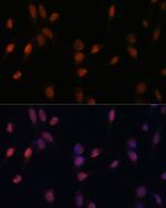 USP33 Polyclonal Antibody