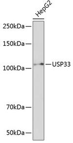 USP33 Antibody in Western Blot (WB)