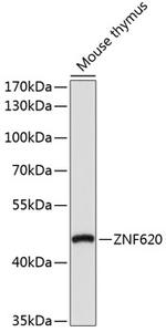 ZNF620 Polyclonal Antibody