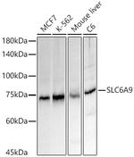 GlyT1 Polyclonal Antibody