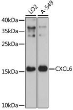 CXCL6 Polyclonal Antibody