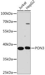PON3 Polyclonal Antibody