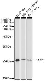 RAB26 Polyclonal Antibody