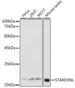 STARD3NL Antibody in Western Blot (WB)
