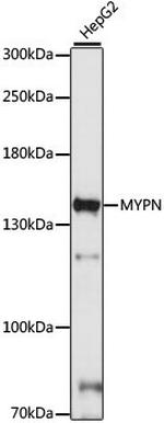 MYPN Polyclonal Antibody