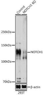 NOTCH1 Antibody in Western Blot (WB)