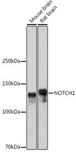 NOTCH1 Antibody in Western Blot (WB)