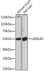 LSM14A Antibody in Western Blot (WB)