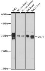 SRSF7 Antibody in Western Blot (WB)