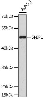 SNIP1 Antibody in Western Blot (WB)