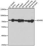 ADARB1 Polyclonal Antibody