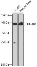 HOXB4 Polyclonal Antibody