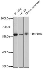 IMPDH1 Polyclonal Antibody