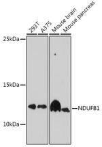 NDUFB1 Antibody in Western Blot (WB)