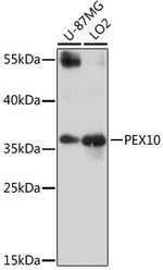 PEX10 Antibody in Western Blot (WB)