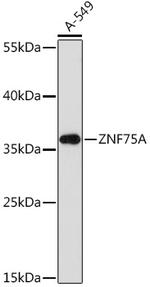ZNF75A Polyclonal Antibody