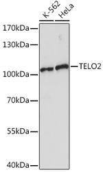 TELO2 Polyclonal Antibody