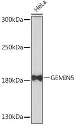 Gemin 5 Antibody in Western Blot (WB)