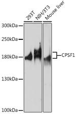 CPSF1 Polyclonal Antibody