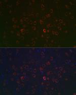 REEP2 Polyclonal Antibody