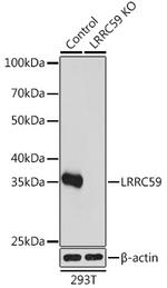 LRRC59 Antibody