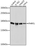 PHRF1 Polyclonal Antibody