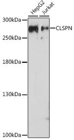 Claspin Antibody in Western Blot (WB)