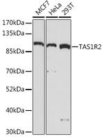TAS1R2 Polyclonal Antibody
