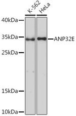 ANP32E Polyclonal Antibody