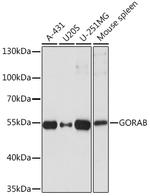 GORAB Polyclonal Antibody
