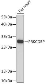 PRKCDBP Polyclonal Antibody