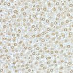 Lamin A/C Antibody in Immunohistochemistry (Paraffin) (IHC (P))