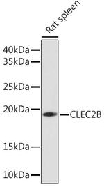CLEC2B Polyclonal Antibody