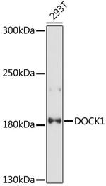 DOCK1 Polyclonal Antibody