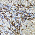 HLA-DPB1 Antibody in Immunohistochemistry (Paraffin) (IHC (P))