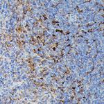 HLA-DPB1 Antibody in Immunohistochemistry (Paraffin) (IHC (P))