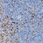 HLA-DPB1 Antibody in Immunohistochemistry (Paraffin) (IHC (P))