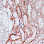 RPL31 Antibody in Immunohistochemistry (Paraffin) (IHC (P))