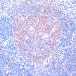 RPL31 Polyclonal Antibody