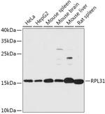 RPL31 Antibody in Western Blot (WB)