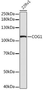 COG1 Antibody in Western Blot (WB)