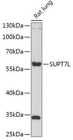 SUPT7L Polyclonal Antibody
