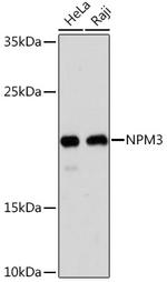 NPM3 Polyclonal Antibody