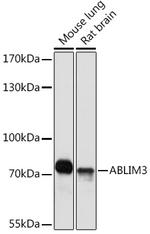 ABLIM3 Polyclonal Antibody