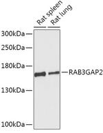 RAB3GAP2 Polyclonal Antibody