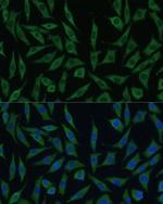 SUMF2 Polyclonal Antibody