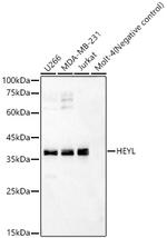 HEYL Polyclonal Antibody